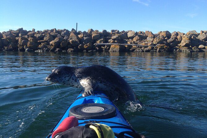 2 Hour Sound Tour - Shilshole Marina and Puget Sound: your 2-hour launchpad in Ballard