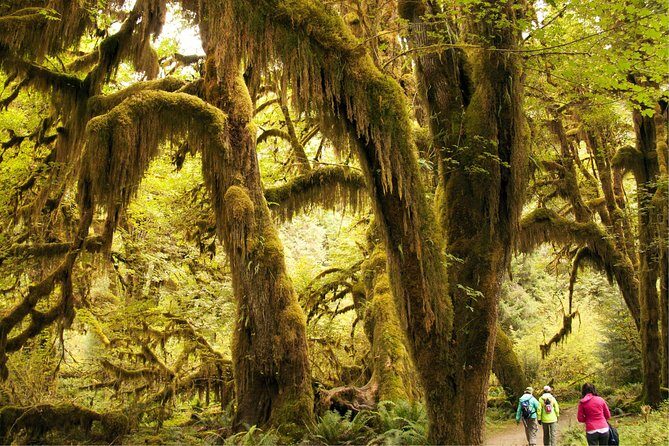 3 Days in Olympic National Park from Seattle: Silent Forest - Hoh Rainforest - What Silent Forest Really Changes at Hoh Rain Forest
