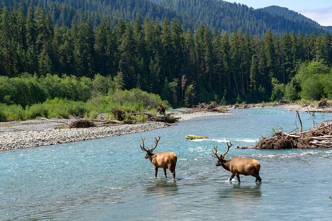3 Days in Olympic National Park from Seattle: Silent Forest - Hoh Rainforest - Where the Price Actually Goes: Lodging, Meals, Park Fees, and Transfers