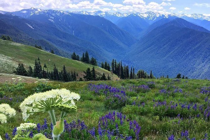 3 Days in Olympic National Park from Seattle: Silent Forest - Hoh Rainforest - Who This Trip Fits Best (and Who Might Feel Strained)