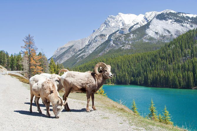 7-Day Small Group Tour: Canadian Rockies and National Parks - Icefields Parkway and glacier walking: the day that anchors the whole trip