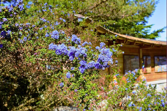 Bainbridge Island Discovery and Wine Tour - Halls Hill Lookout: The Panoramic Stretch That Makes It Click
