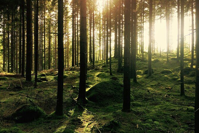Bainbridge Island Serenity Forest Hike & Cultural Landmarks Tour - Weather, Footwear, and the One-Day Reality Check