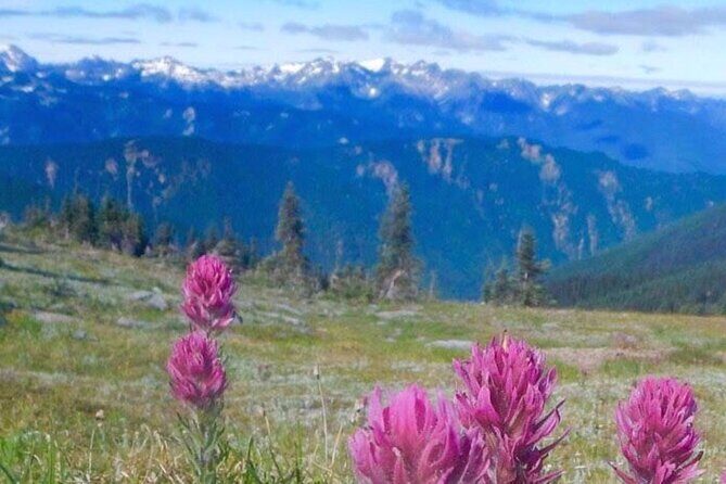 Explore Olympic National Park from Seattle through Van /Ferry - Seattle to Olympic National Park: ferry-and-van comfort beats the hassle