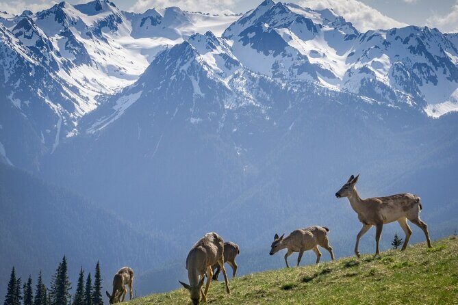 Explore Olympic National Park from Seattle through Van /Ferry - The long drive back to Seattle and the ferry clock