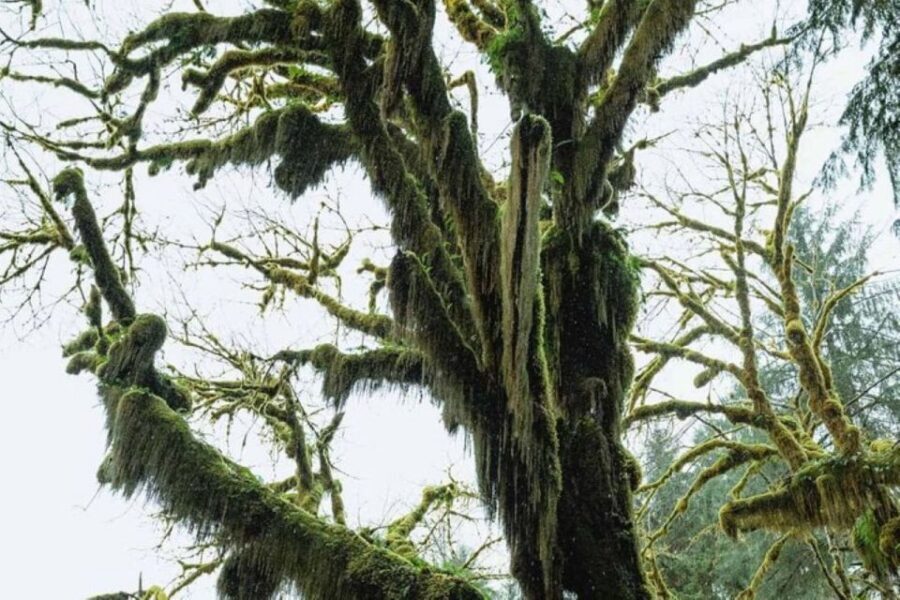 From Seattle: Twilight Forks Washington Tour - Key highlights you’ll feel right away