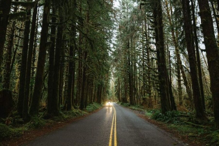 From Seattle: Twilight Forks Washington Tour - The Forks-to-forest vibe: why this day trip works