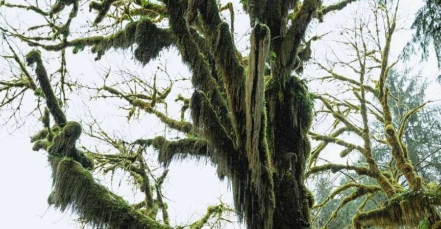 From Seattle: Twilight Forks Washington Tour - The rainiest-town charm: what to watch for in Forks
