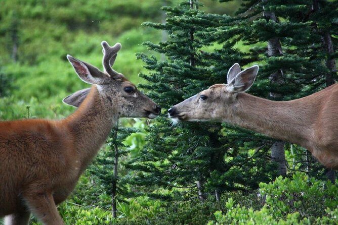 Hike Mt. Rainier & Taste Yakima Valley Wine: All-Inclusive Day Tour from Seattle - Lunch in the Wilderness: Seasonal Picnic Style, Real Food Energy