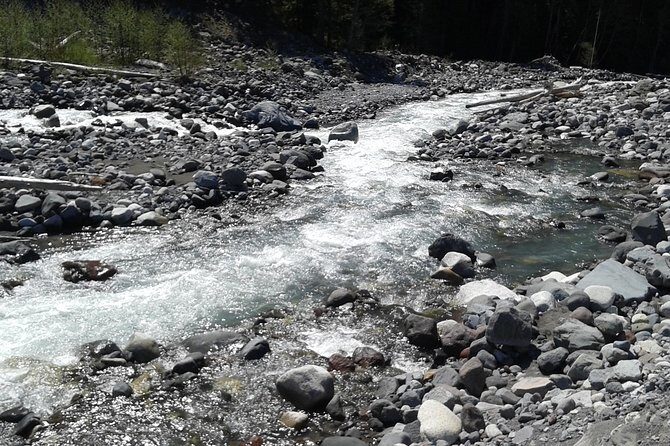 Mt Rainier Private Tour Experience in SUV - The Price: Is $462.36 Per Person Good Value?
