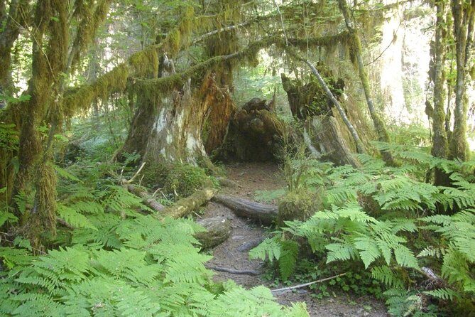 Olympic Peninsula and Forest Tour - Key Highlights You’ll Actually Feel During the Day