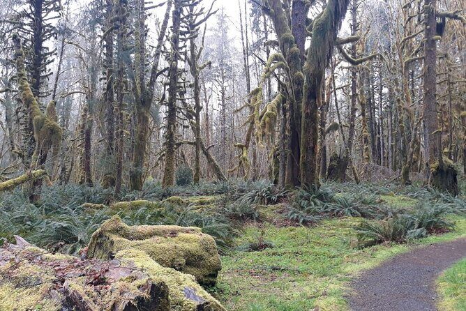 Olympic Peninsula and Forest Tour - Seattle to Olympic National Park: A 9-Hour Road Trip With Real Payoff