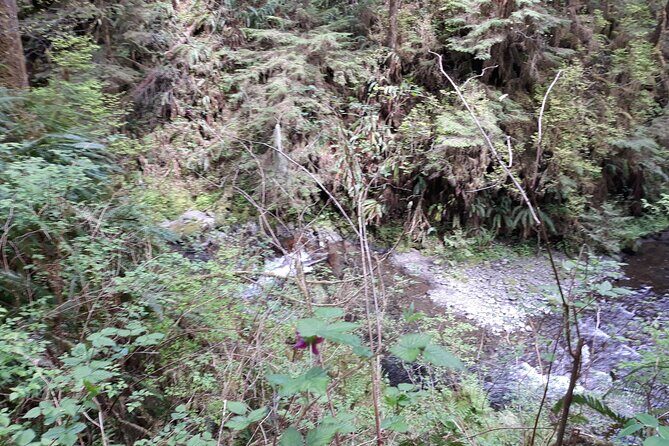 Olympic Peninsula and Forest Tour - Price and Value at $440.30: What You’re Paying For (and What You’re Not)