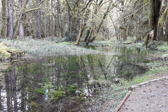 Olympic Peninsula and Forest Tour - How to Dress for Rain, Mist, and Long Car Time