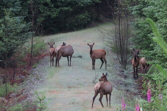Private Mt Rainier National Park Tour in SUV - Henry M. Jackson Visitor Center and Paradise: the big-view hub