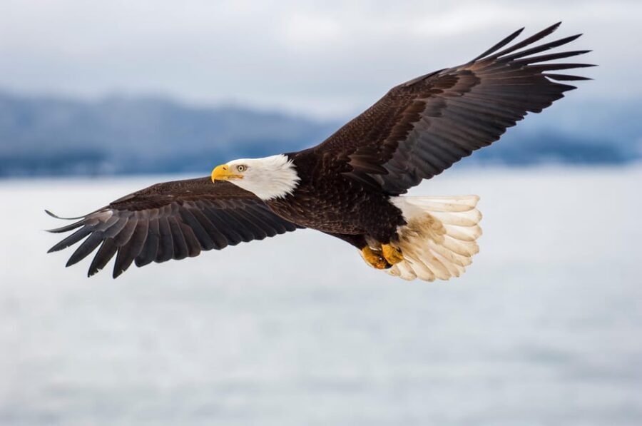 Seattle: Half-Day Wildlife and Whale Watching Cruise - Pier 69 to the Salish Sea: the cleanest start to a whale day