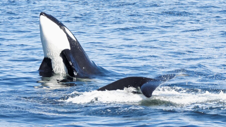 Seattle: Half-Day Wildlife and Whale Watching Cruise - Should you book the Seattle wildlife and whale cruise?