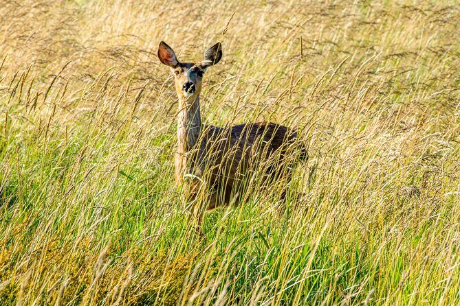 Skagit Valley Birding + Deception Pass Day Tour From Seattle - Greenbank Farm: loganberry culture and optional tastings