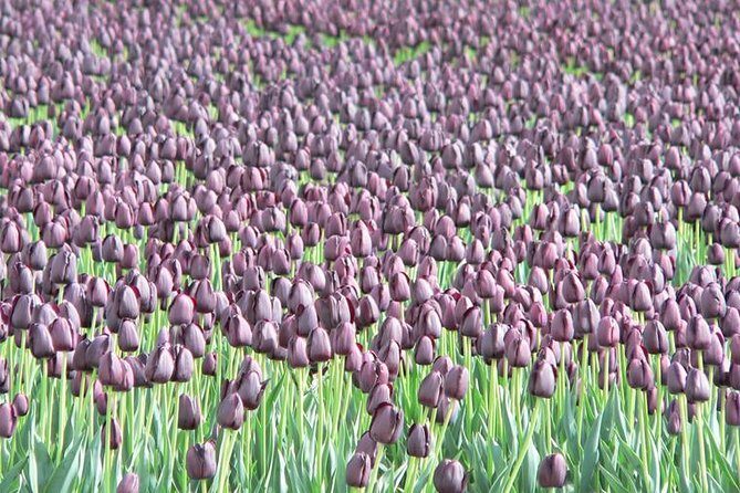 Skagit Valley Tulip Festival Day Tour from Seattle - La Conner free time: shops, waterfront, and an easy nature break