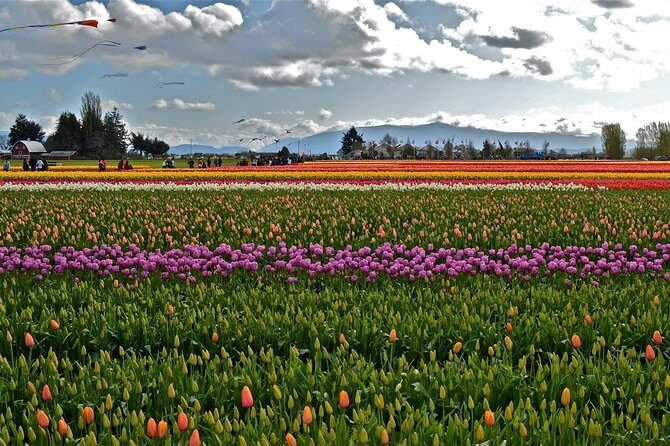 Skagit Valley Tulip Festival Day Tour from Seattle - Who should book this Skagit Valley Tulip Festival day trip?