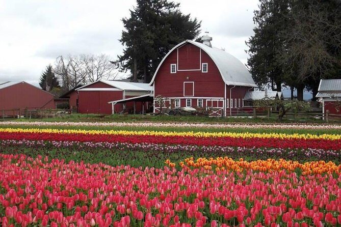 Skagit Valley Tulip Festival Day Tour from Seattle - Should you book this tour?