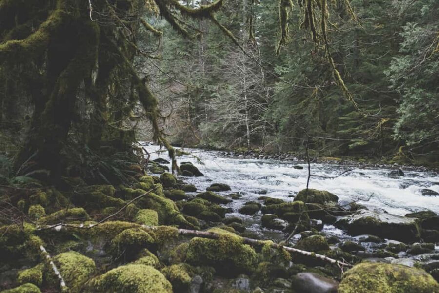 Snoqualmie, Twin Falls & Ancient Forest (Transport Included) - Twin Falls and Ollalie State Park: the shift from roar to forest quiet