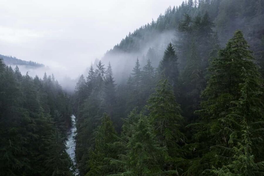Snoqualmie, Twin Falls & Ancient Forest (Transport Included) - Roundtrip transport and a 4-hour schedule: value in your time