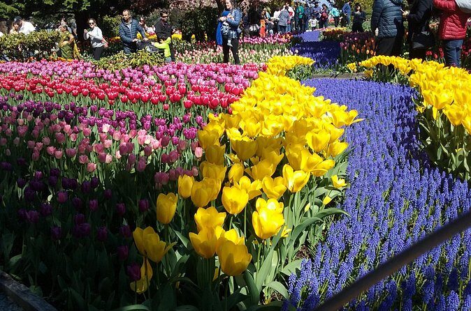 Tulip Festival and Skagit Valley Tour - Driving past fields on the way to the festival area