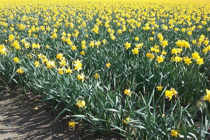 Tulip Festival and Skagit Valley Tour - Festival time: how to make the most of limited hours