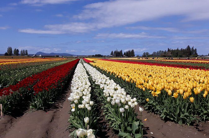 Tulip Festival and Skagit Valley Tour - La Conner lunch break: a real town stop, not a rushed transfer