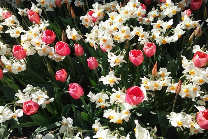 Tulip Festival and Skagit Valley Tour - Museum choice after lunch: pick one path that matches your mood