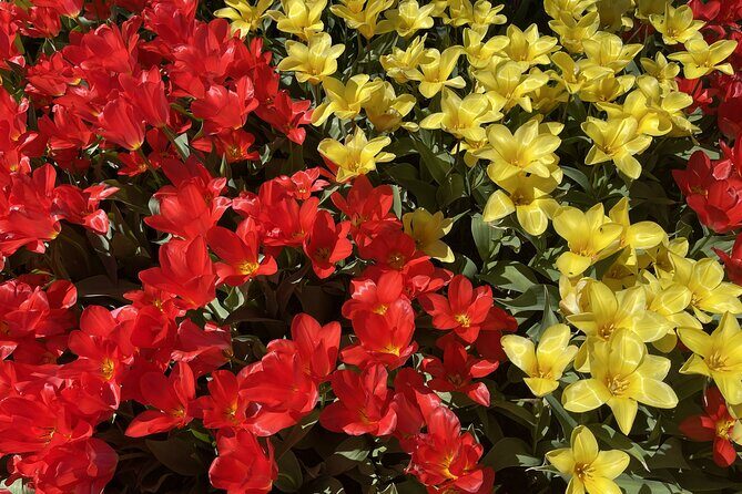 Tulip Festival in Skagit Valley Tour from Seattle - The drive north: Everett, Smokey Point, and Stevens Pass scenery
