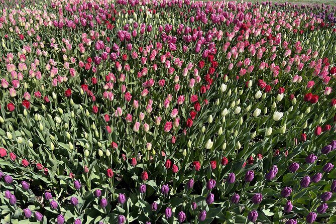 Tulip Festival in Skagit Valley Tour from Seattle - Marysville and Mount Vernon: the warm-up stops before the flowers