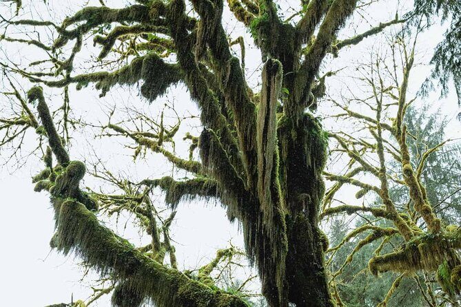Twilight Forks Washington Tour - Why This Seattle-to-Forks Route Works for Twilight Fans and Nature Lovers