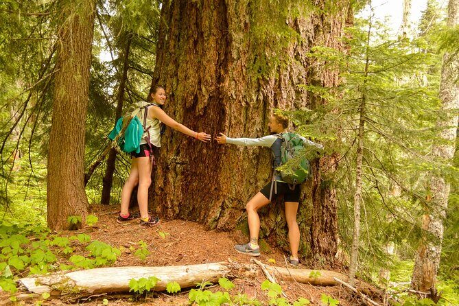 Visit Snoqualmie waterfall and an old forest (Transport Included) - Key highlights worth your attention