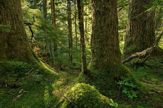 Visit Snoqualmie waterfall and an old forest (Transport Included) - Seattle pickup to Snoqualmie mode: how the day starts