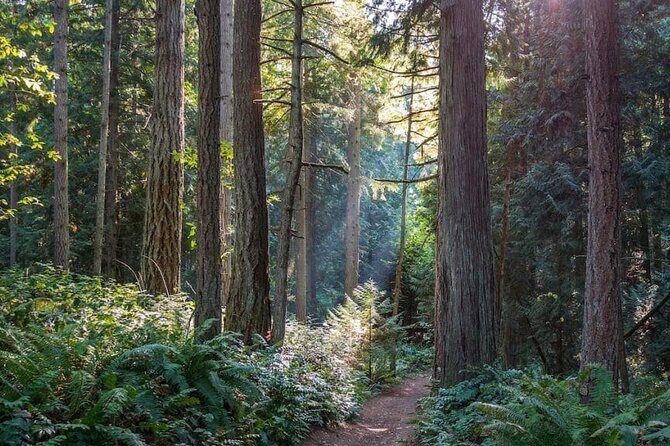 Visit Snoqualmie waterfall and an old forest (Transport Included) - Snoqualmie Falls: what you get in the first stop