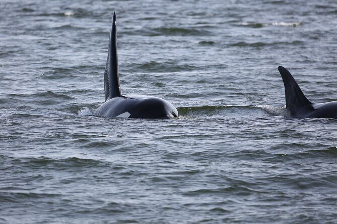 Whale Watching + Deception Pass Tour from Seattle - The Salish Sea boat portion: searching for orcas and other whales