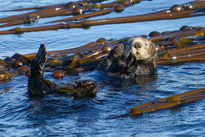 Whale Watching + Deception Pass Tour from Seattle - What the professional naturalist guide adds (Matthew’s kind of day)