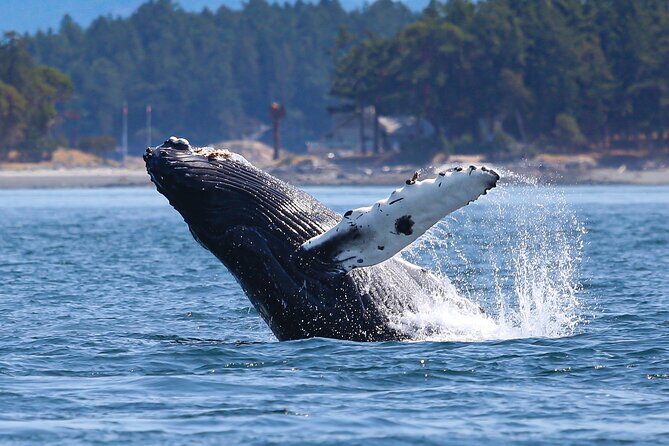 Whale Watching + Deception Pass Tour from Seattle - Food, snacks, and a cookie sweet finish