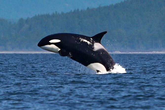Whale Watching + Deception Pass Tour from Seattle - Weather reality: dress for wind, wet, and walking