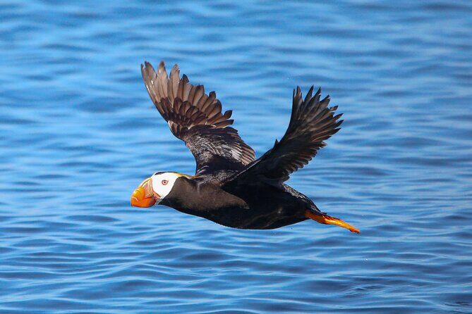 Whale Watching + Deception Pass Tour from Seattle - How the small group size affects your experience